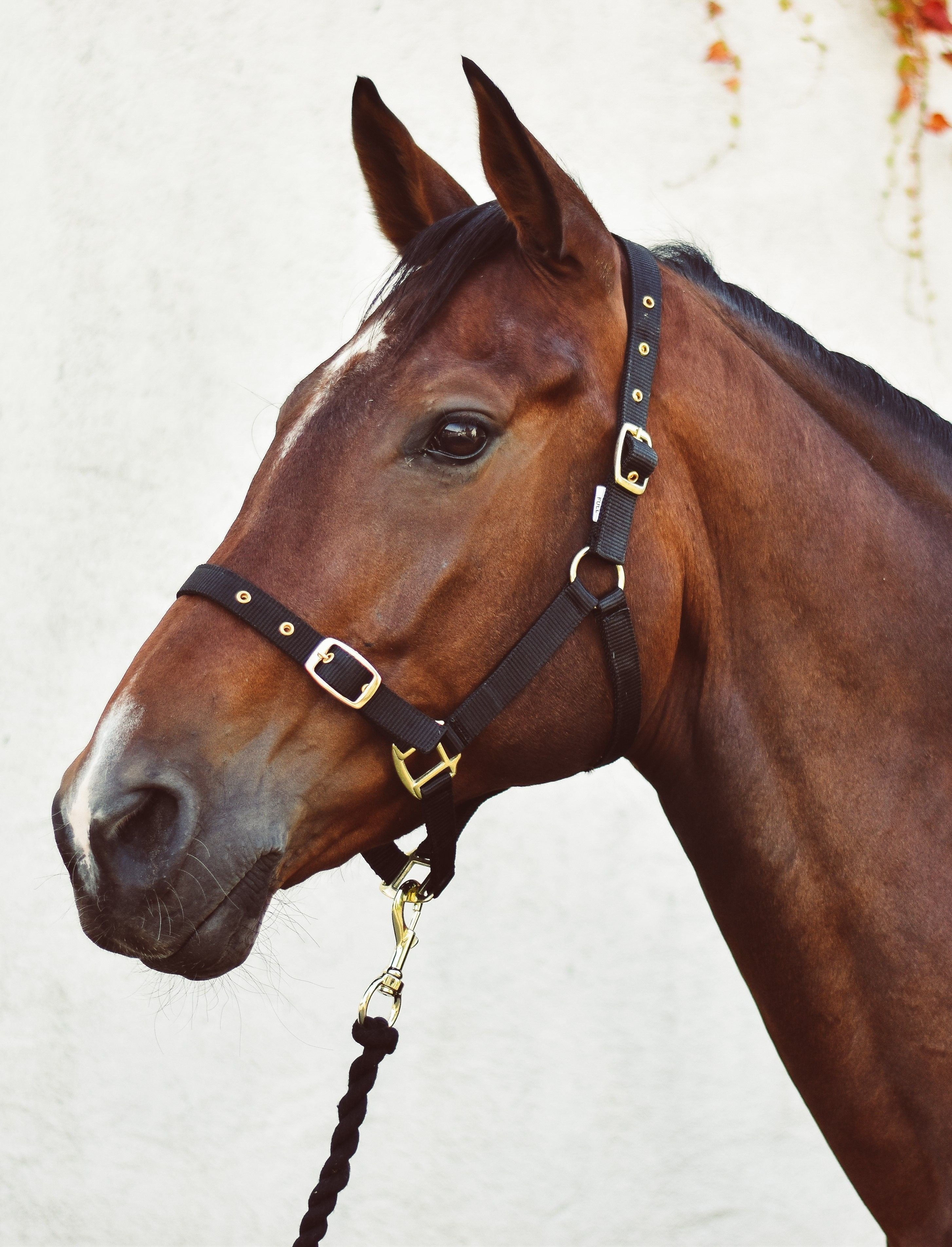 Equisential Economy Headcollar